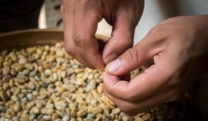 Como catar feijão? Aprenda escolher feijão para cozinhar Como-catar-feijao