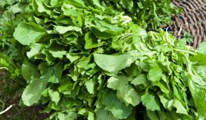 Como-tirar-o-amargo-da-rucula