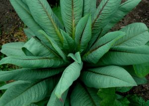 Como-tirar-o-amargo-do-almeirao