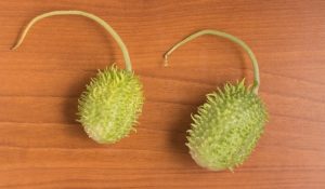 Como-tirar-o-amargo-do-maxixe