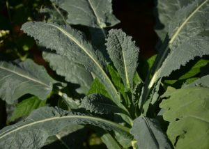 O-que-fazer-com-o-talo-da-couve