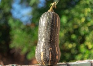 xr:d:DAFXTmNUmoc:6,j:44981407088,t:23011022