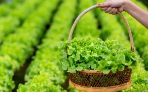 como-conservar-alface