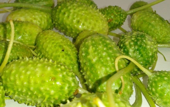 Tempo de cozimento do maxixe na panela de pressão