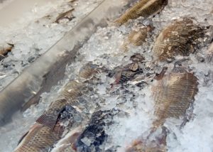 Como saber se o peixe congelado está estragado