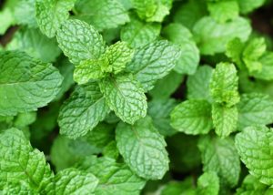 Pode congelar hortelã