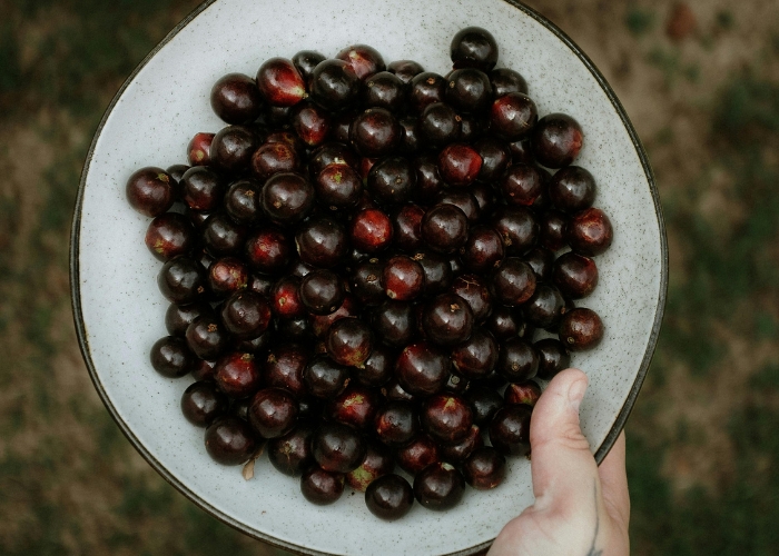 Como congelar jabuticaba