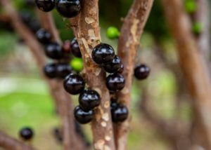 Pode congelar jabuticaba
