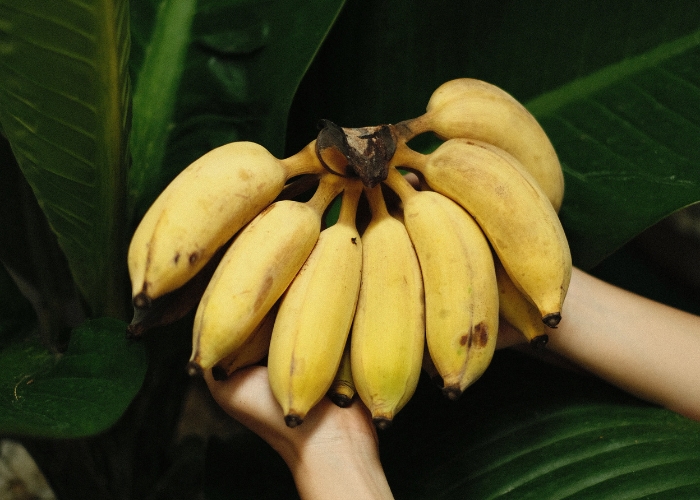Como descongelar banana em temperatura ambiente