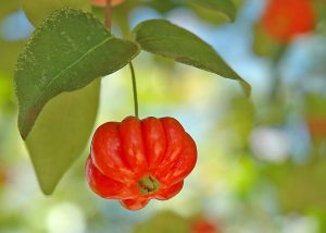 Como fazer suco de pitanga sem amargar